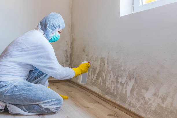 Licensed Mold Cleanup service in Morganville, NJ - WQB Mold Removal