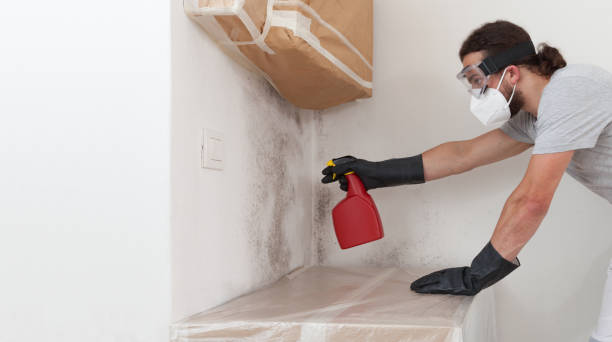 Professional Mold Cleanup technician working in Morganville, NJ