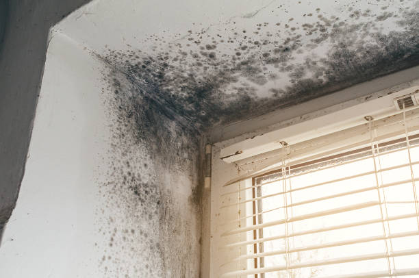 Affordable Mold Cleanup solutions in Morganville, NJ